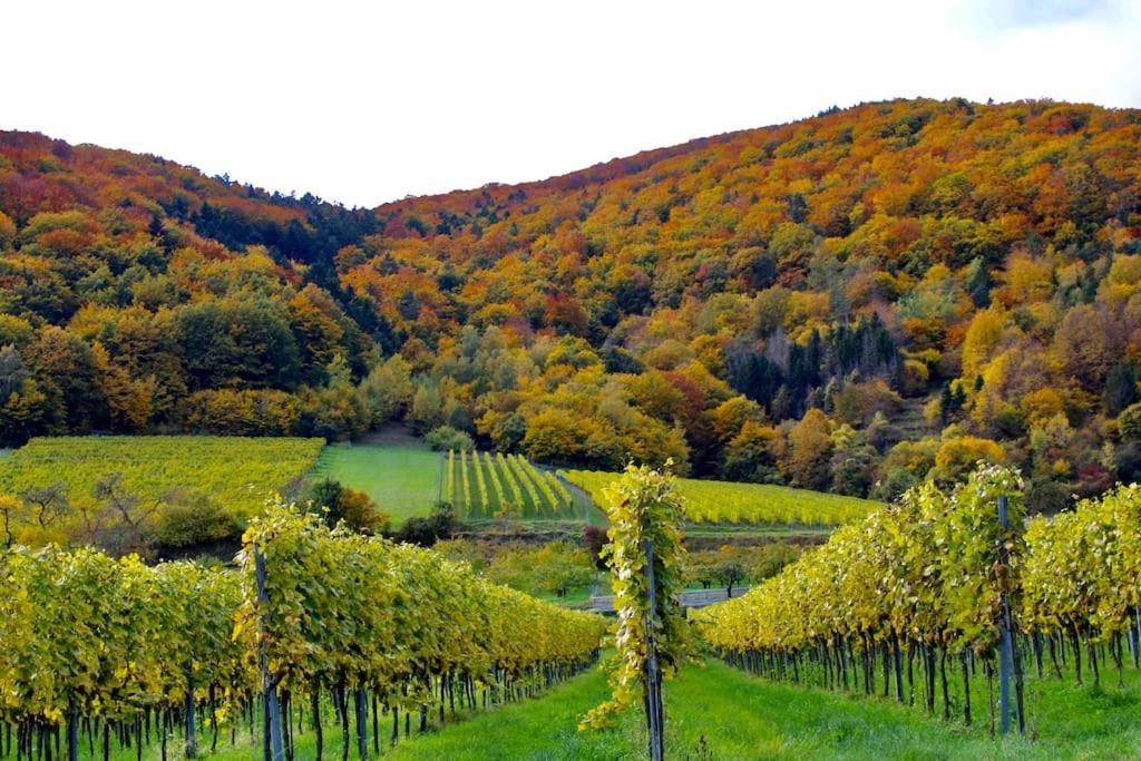 Haus-Donau In Der Wachau Διαμέρισμα Aggsbach Εξωτερικό φωτογραφία